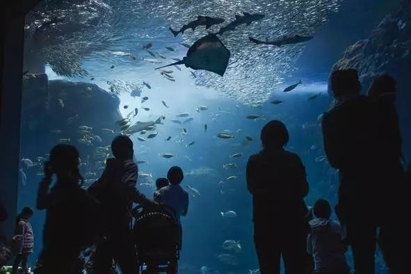 去日本,你一定要知道的,10個令人讚不絕口的水族館