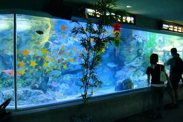 去日本,你一定要知道的,10個令人讚不絕口的水族館