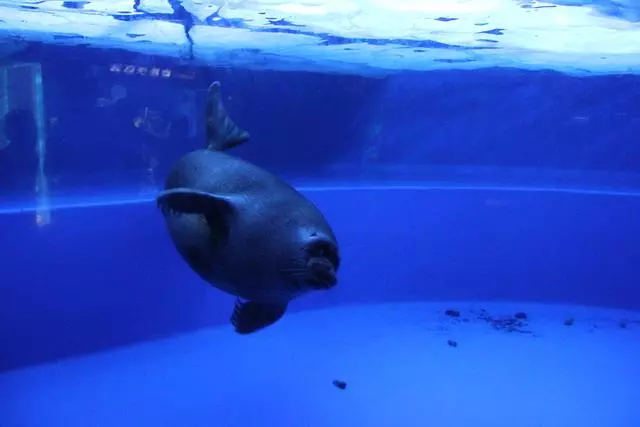 去日本,你一定要知道的,10個令人讚不絕口的水族館