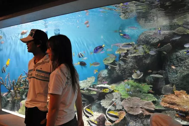 去日本,你一定要知道的,10個令人讚不絕口的水族館