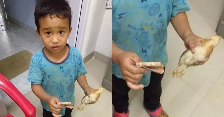 6歲男童不小心壓過小雞 他慌張帶「畢生積蓄」 衝醫院:請幫我救牠