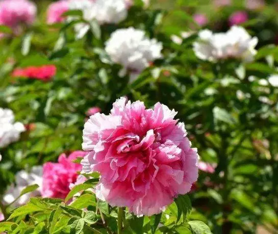 4月11號起運勢大旺,橫財勢不可擋,家中好運扎堆的5大生肖!