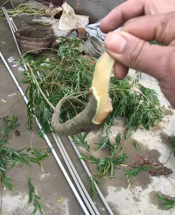 這種天然「生根劑」,不用買路邊一大堆,剪碎了用鍋蒸,養花好用
