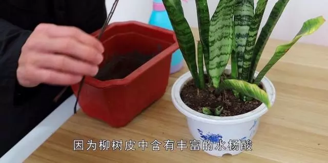 這種天然「生根劑」,不用買路邊一大堆,剪碎了用鍋蒸,養花好用
