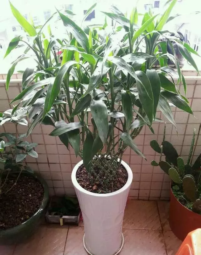 這種天然「生根劑」,不用買路邊一大堆,剪碎了用鍋蒸,養花好用