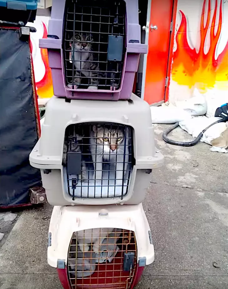 「大隻肌肉男幫派」靠兇狠外表把動物「從惡主人手中救出來」 連知名巨星都是粉絲!