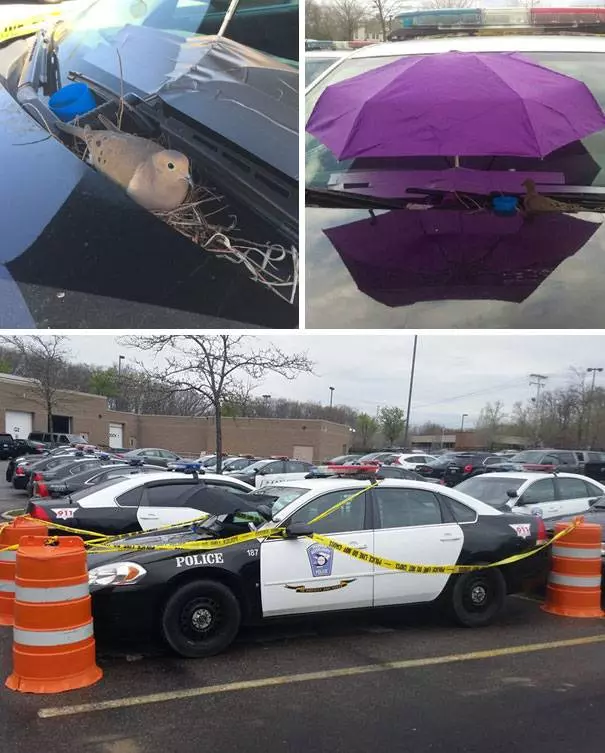 20張「警察其實比你更會玩」的超幽默警察!他:你逃走時掉了手機啊,要來拿嗎~~~~~