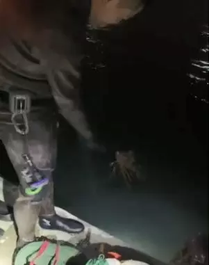 捉到野生超巨大龍蝦!潛水員嗨翻「掀尾巴一看卻秒放生」 眾人喊可惜「真相全台讚翻」:真英雄