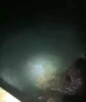 捉到野生超巨大龍蝦!潛水員嗨翻「掀尾巴一看卻秒放生」 眾人喊可惜「真相全台讚翻」:真英雄