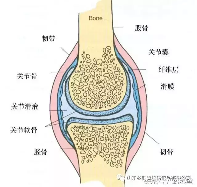 膝蓋疼、膝蓋響,一把香菜加生薑,膝蓋再也不疼了