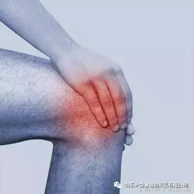 膝蓋疼、膝蓋響,一把香菜加生薑,膝蓋再也不疼了