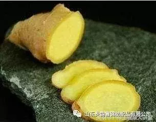 膝蓋疼、膝蓋響,一把香菜加生薑,膝蓋再也不疼了