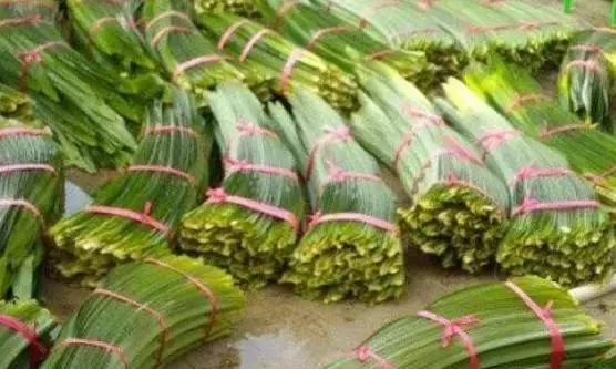 香茅草加香蘭葉,原來功效那麽好,特別適合有尿酸和關節炎的朋友