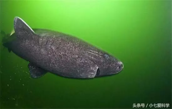 這條鯊魚可能向天借了五百年,從明朝出生活到現在,閻王也沒辦法