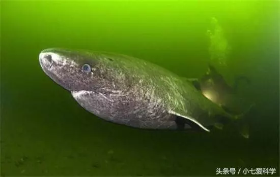 這條鯊魚可能向天借了五百年,從明朝出生活到現在,閻王也沒辦法