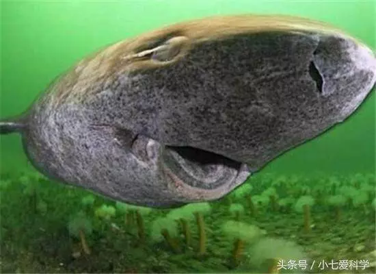 這條鯊魚可能向天借了五百年,從明朝出生活到現在,閻王也沒辦法