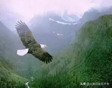 鷹的故事,只有改變才能重生