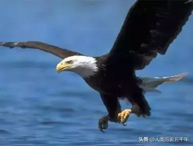 鷹的故事,只有改變才能重生