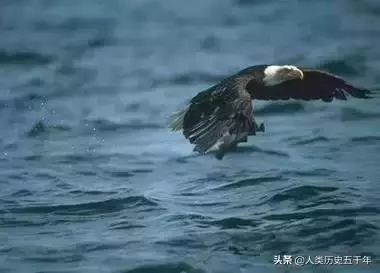 鷹的故事,只有改變才能重生