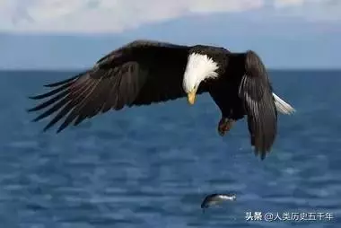 鷹的故事,只有改變才能重生