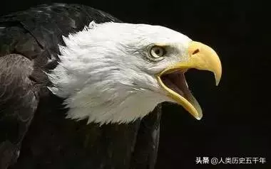 鷹的故事,只有改變才能重生
