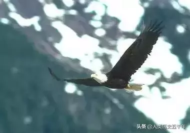 鷹的故事,只有改變才能重生
