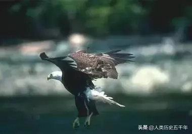 鷹的故事,只有改變才能重生