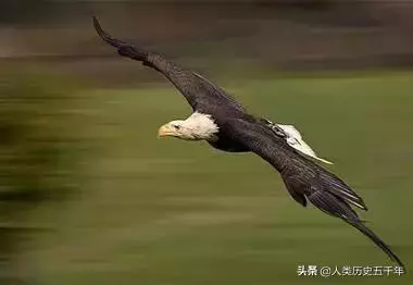鷹的故事,只有改變才能重生