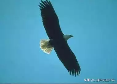 鷹的故事,只有改變才能重生