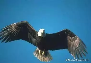 鷹的故事,只有改變才能重生