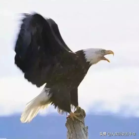鷹的故事,只有改變才能重生