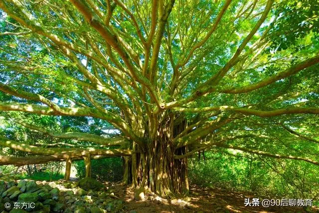 欲為大樹,莫與草爭!(精闢)