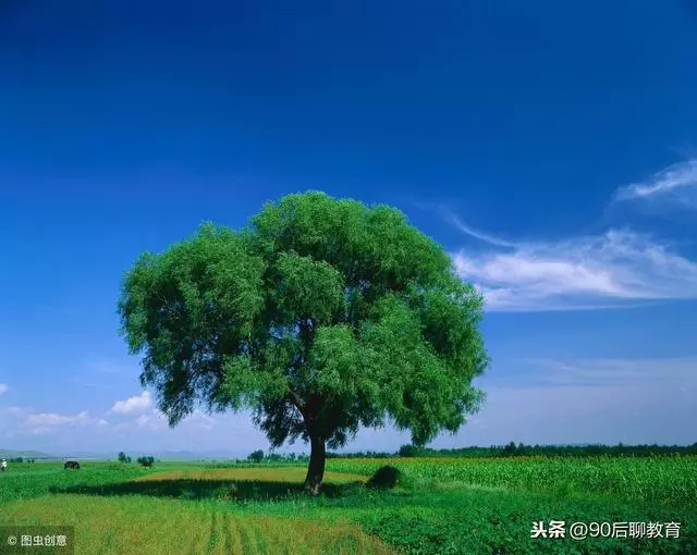 欲為大樹,莫與草爭!(精闢)