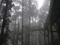 溪頭自然教育園區(溪頭森林遊樂區)