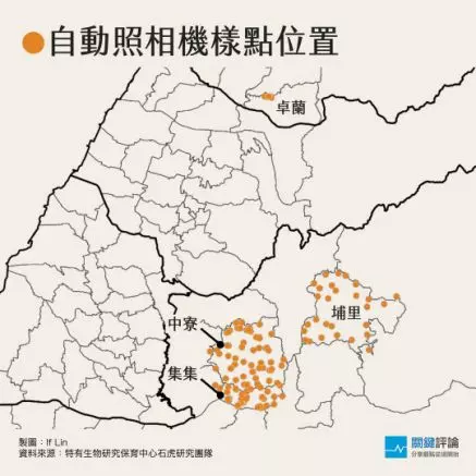 喪命路上的石虎,死因除「路殺」外,可能還有「犬殺」