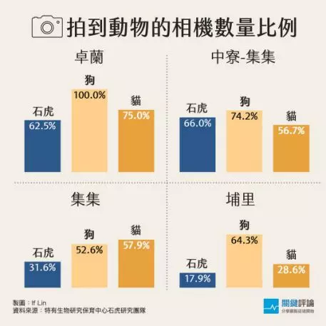 喪命路上的石虎,死因除「路殺」外,可能還有「犬殺」