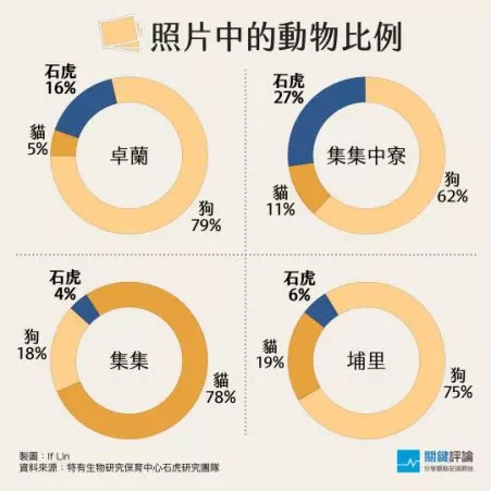 喪命路上的石虎,死因除「路殺」外,可能還有「犬殺」
