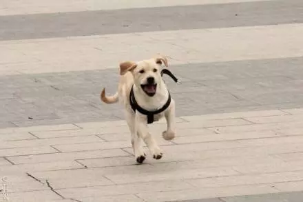 狗狗是否把你當主人,就看著5點,全都有的你真是有福了