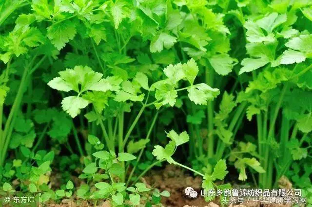 膝蓋疼、膝蓋響,一把香菜加生薑,膝蓋再也不疼了