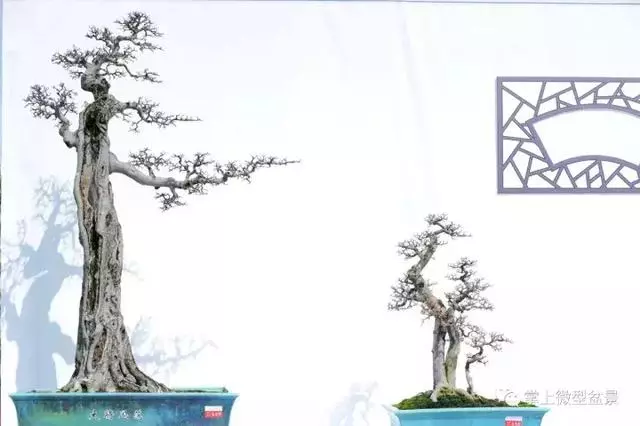 盆景基礎知識:盆景四種根部類型,教你如何處理盆景根