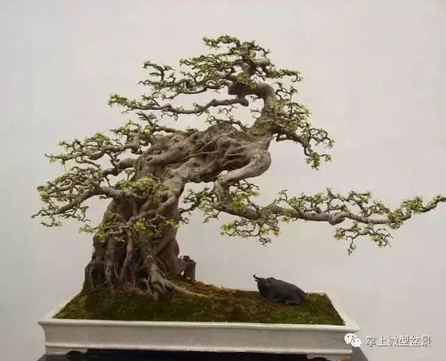 盆景基礎知識:盆景四種根部類型,教你如何處理盆景根