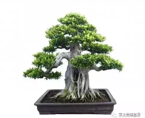 盆景基礎知識:盆景四種根部類型,教你如何處理盆景根