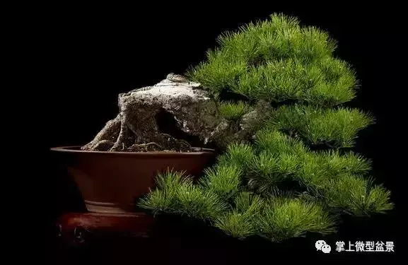 盆景基礎知識:盆景四種根部類型,教你如何處理盆景根
