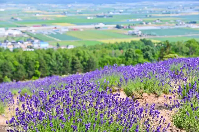 去北海道,帶著浪漫情懷去體驗每一場旅行吧