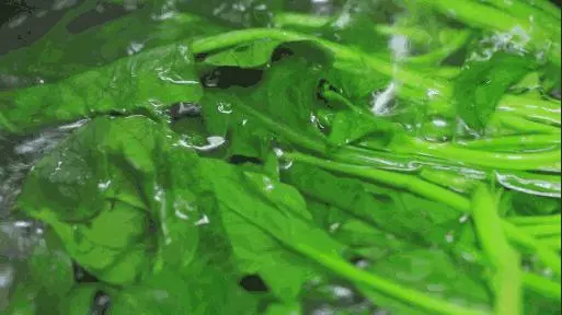 【注意】男子吃了一盤香椿炒蛋,竟多器官衰竭!這些菜吃前一定要焯水!