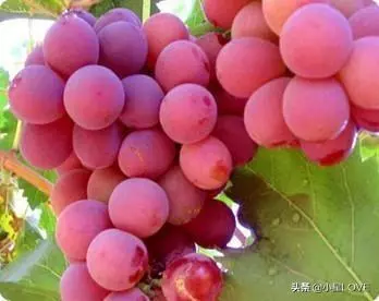 地球上最貴的4種貴族水果,一顆就能買棟房,見都沒見過