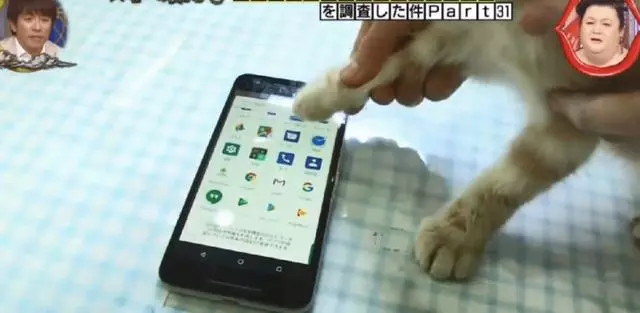 貓狗等動物能玩手機?專家說要有肉墊,然而結果連蛇都可以
