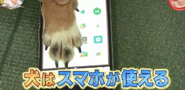 貓狗等動物能玩手機?專家說要有肉墊,然而結果連蛇都可以