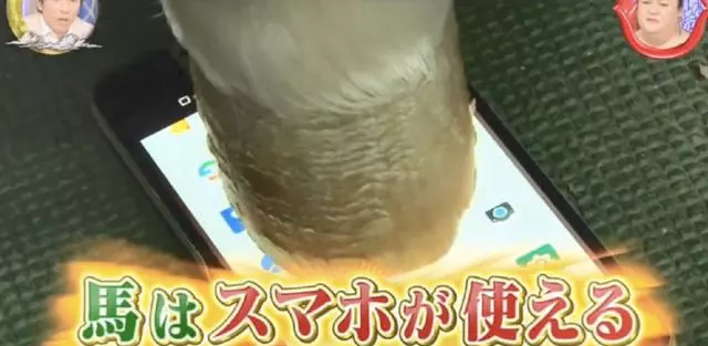貓狗等動物能玩手機?專家說要有肉墊,然而結果連蛇都可以