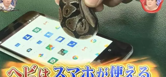 貓狗等動物能玩手機?專家說要有肉墊,然而結果連蛇都可以